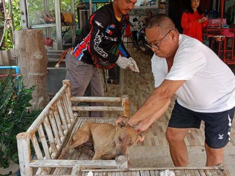 โครงการรณรงค์ฉีดวัคซีนป้องกันโรคพิษสุนัขบ้าฯ ประจำปีงบประมาณ 2568 (วันที่ 17 มีนาคม 2568 ณ บ้านหนองหมี หมู่ที่ 6)