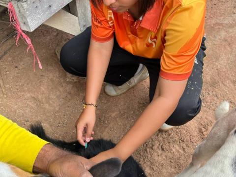 โครงการรณรงค์ฉีดวัคซีนป้องกันโรคพิษสุนัขบ้าฯ ประจำปีงบประมาณ 2568