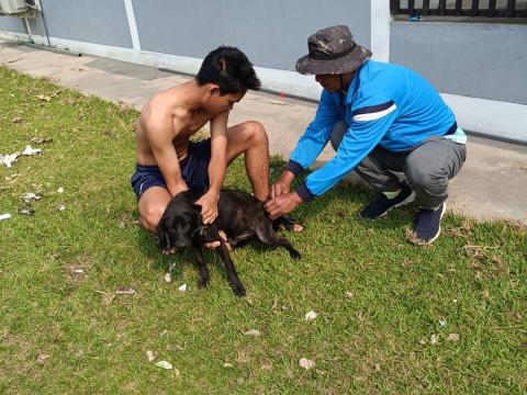 โครงการรณรงค์ฉีดวัคซีนป้องกันโรคพิษสุนัขบ้าฯ บ้านหนองตะครองน้อย หมู่ที่ 8