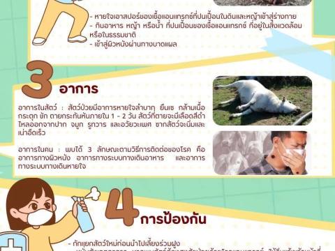 ความรู้เกี่ยวกับโรคแอนแทรกซ์