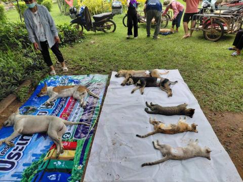 โครงการทำหมันสุนัขและแมว ประจำปีงบประมาณ พ.ศ. 2569