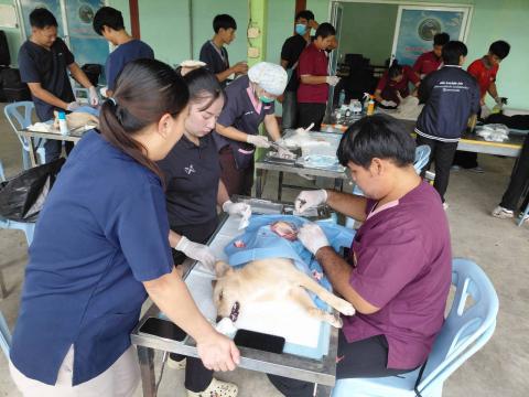 โครงการทำหมันสุนัขและแมว ประจำปีงบประมาณ พ.ศ. 2569
