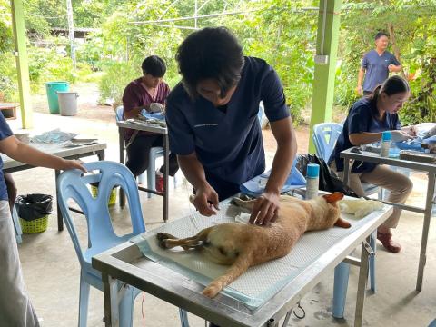 โครงการทำหมันสุนัขและแมว ประจำปีงบประมาณ พ.ศ. 2569
