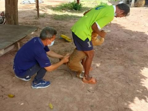 ฉีดวัคซีนป้องกันโรคพิษสุนัขบ้า หมู่ 6